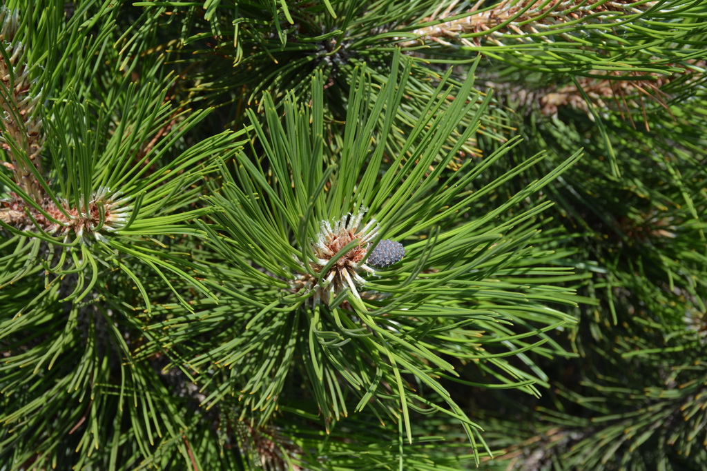 Pinus leucodermis `Hesse` (18).JPG
